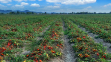100% of the Italian-grown tomatoes Princes processed in 2018 have been sourced from farms with independent ethical accreditation